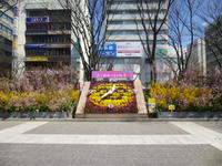 ミニ花見山　福島駅東口広場　.JPG